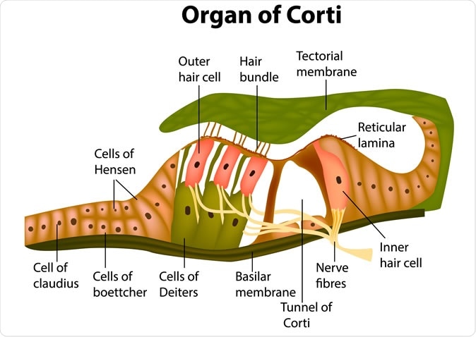 Structure of the organ of Corti. - Image Credit: Sakurra / Shutterstock