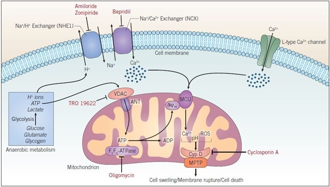 Ionic disturbances in I/R injury within a cardiac muscle cell. A rise in intracellular Ca2+ concentration ([Ca2+]i ) is evident in ischemia and early reperfusion. This increase has been shown to precede irreversible cardiac injury. The decrease in ATP production, as a result of ischemia, lowers the intracellular pH. This change results in the increased activity of Na+/H+ and Na+/Ca2+ exchangers, thus increasing [Ca2+]i . ATP, generated by glycolysis, is used by F1F0-ATPase to create a mitochondrial membrane potential (Δψm). This is utilized by the mitochondrial calcium uniporter; an increase in mitochondrial Ca2+ concentration, combined with ROS activity and a normalized pH, prompts the opening of the mitochondrial pore during reperfusion. Abbreviations: ANT – adenine nucleoside translocator; ATP – adenosine triphosphate; Cyp D – Cyclophilin D; MCU – mitochondrial calcium uniporter; MPTP – mitochondrial permeability transition pore; ROS – reactive oxygen species; VDAC – voltage-dependent anion channel.