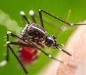 Dengue antibody may block the spread of Zika virus in vulnerable areas of the body