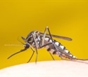 UQ researchers capture first high-resolution images of the yellow fever virus