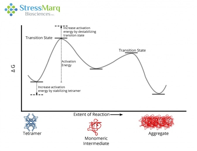 The T119M mutation prevents aggregation by increasing the activation energy required for the tetramer to dissociate into monomers.