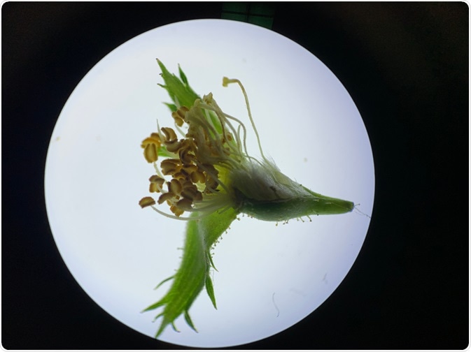 Rose stamens under Stereo Microscope