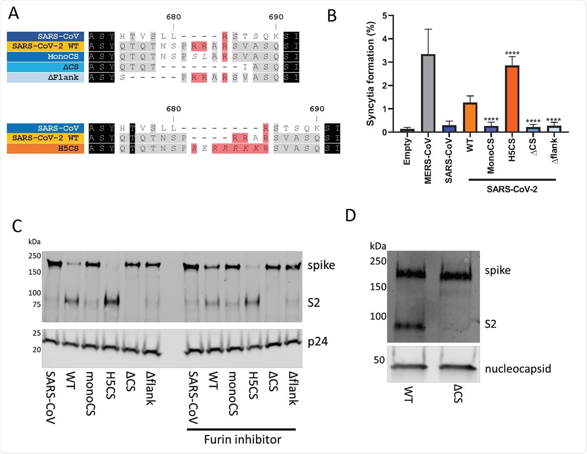 The SARS-CoV-2 spike contains a suboptimal polybasic furin cleavage site at the S1/S2 site. (A) Amino acid sequence alignment of coronavirus furin cleavage site mutants used in this study. Mutants with potential S1/S2 furin cleavage sites shown in shades of orange while mutants without furin cleavage sites shown in shades of blue. (B) Syncytia formation due to overexpression of different coronavirus spike proteins in Vero E6 cells. Percentage indicates proportion of nuclei in each field which have formed clear syncytia. Statistical significance determined by one-way ANOVA with multiple comparisons against SARS-CoV-2 WT. **** indicates P value < 0.0001. (C) Western blot analysis of concentrated lentiviral pseudotypes with different coronavirus spike proteins. Levels of lentiviral p24 antigen shown as loading control. Lentiviral pseudotypeslabelled ‘furin inhibitor’ were generated in the presence of 5 µM Decanoyl-RVKR766 CMK, added 3 hours post-transfection. (D) Western blot analysis of concentrated WT and ΔCS SARS-CoV-2 viruses. Levels of nucleocapsid (N) protein shown as loading control.