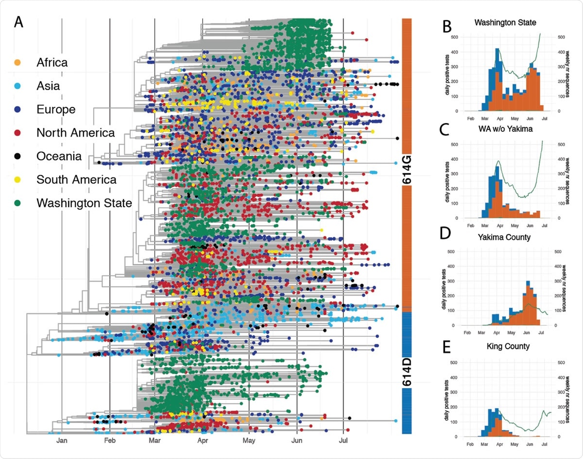 SARS-CoV-2 phylogeny highlighting D614G split and cases through time in Washington State. (A) Phylogenetic tree of 10,051 sequences from Washington State and around the world. Tips are colored based on sampling location. This is a time-calibrated phylogeny with time shown on the x-axis. The split between 614D sequences (blue) and 614G (orange) sequences is shown as a bar to the right of the phylogeny. (B-E) Confirmed cases and genetic makeup of SARS-CoV-2 across Washington State and individual counties. The green line shows a 7 day moving average of daily confirmed cases. The bar plots show weekly sequenced cases in our dataset. Cases due to the 614D variant are shown in blue and cases due to the 614G variant are shown in orange.