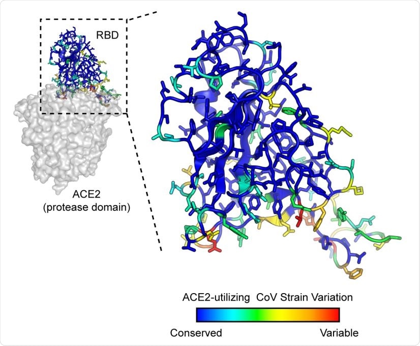 SARS-associated coronaviruses have high sequence diversity at the ACE2-binding site. The RBD of SARS-CoV-2 (PDB 6M17) is colored by diversity between 7 SARS-associated CoV strains (blue, conserved; red, variable).