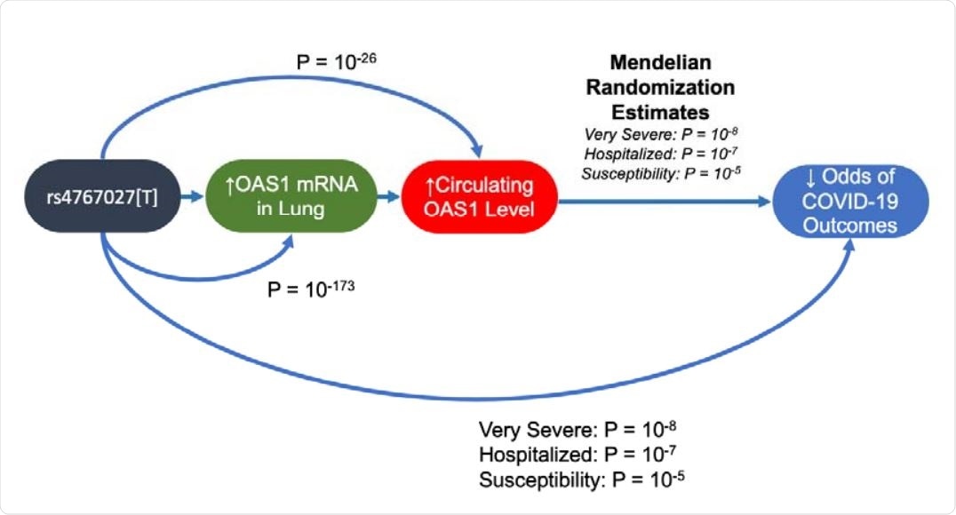 Summary of Evidence Supporting a role for OAS1 in COVID-19 Outcomes