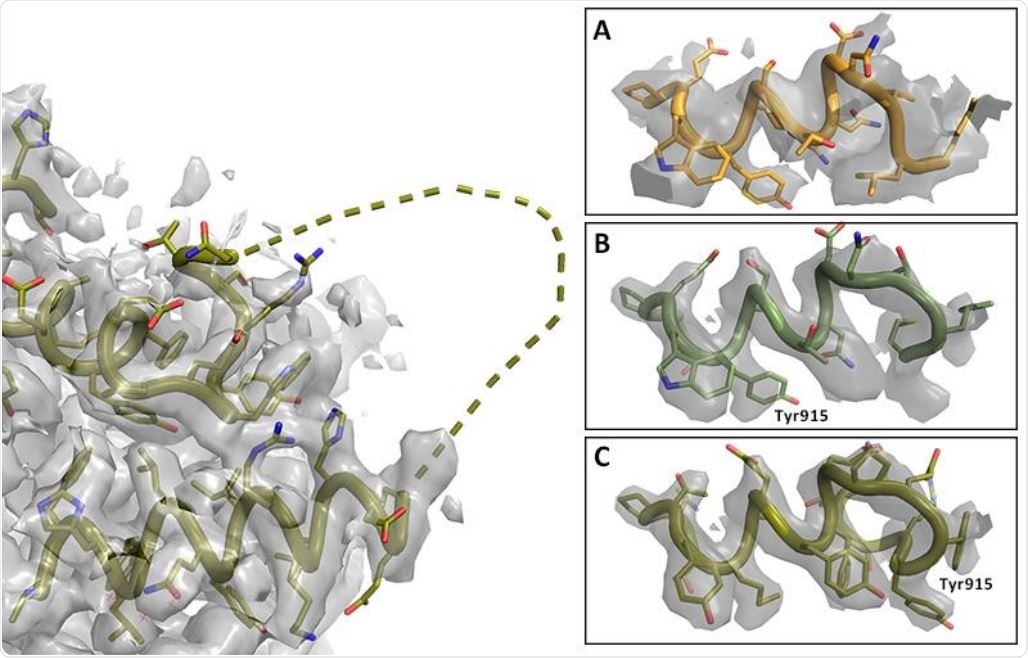 Registry shift in C-terminus of RNA Polymerase. Left: Overview with missing loop shown as dashed line (PDB entry 7BV2); map at 2.4σ. Right: Details of C-terminal helix at 5σ. A. Lower resolution map and model PDB 6NUS. Judging the side chain fit is difficult. B. Higher resolution map and model 7BV2 as deposited; the side chain fit is suboptimal. C. Amended 7BV2 structure; the side chains now fit the density. The register shift is indicated by Tyr915.