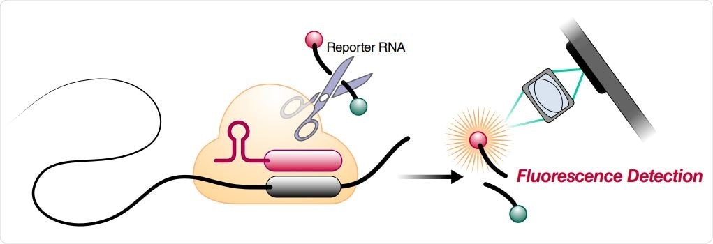 Schematic of a Cas13a (beige)-crRNA (red) RNP complex binding target RNA (black), resulting in activation of the HEPN nuclease (denoted by scissors) domain. Upon target recognition and RNP activation, Cas13a indiscriminately cleaves a quenched-fluorophore RNA reporter, allowing for fluorescence detection as a proxy for Cas13a activation and target RNA. (B) Schematic of the SARS-CoV-2 nucleocapsid (N) gene, and the corresponding locations of each crRNA spacer region.