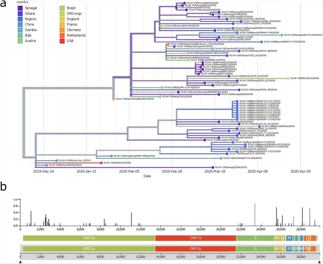 SARS-CoV-2 Clades