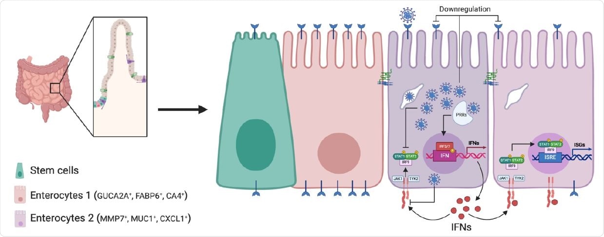 Schematic of SARS-CoV-2 infection of human intestinal epithelial cells. SARS CoV-2 infects a subpopulation of enterocytes. Upon infection, enterocytes mount a pro inflammatory response characterized by the upregulation of NFκB and TNF. Bystander cells respond to secreted IFN and upregulate the expression of ISGs. SARS-CoV-2 infection induces the downregulation of ACE2 expression and interferes with IFN-mediated signalling in infected cells.
