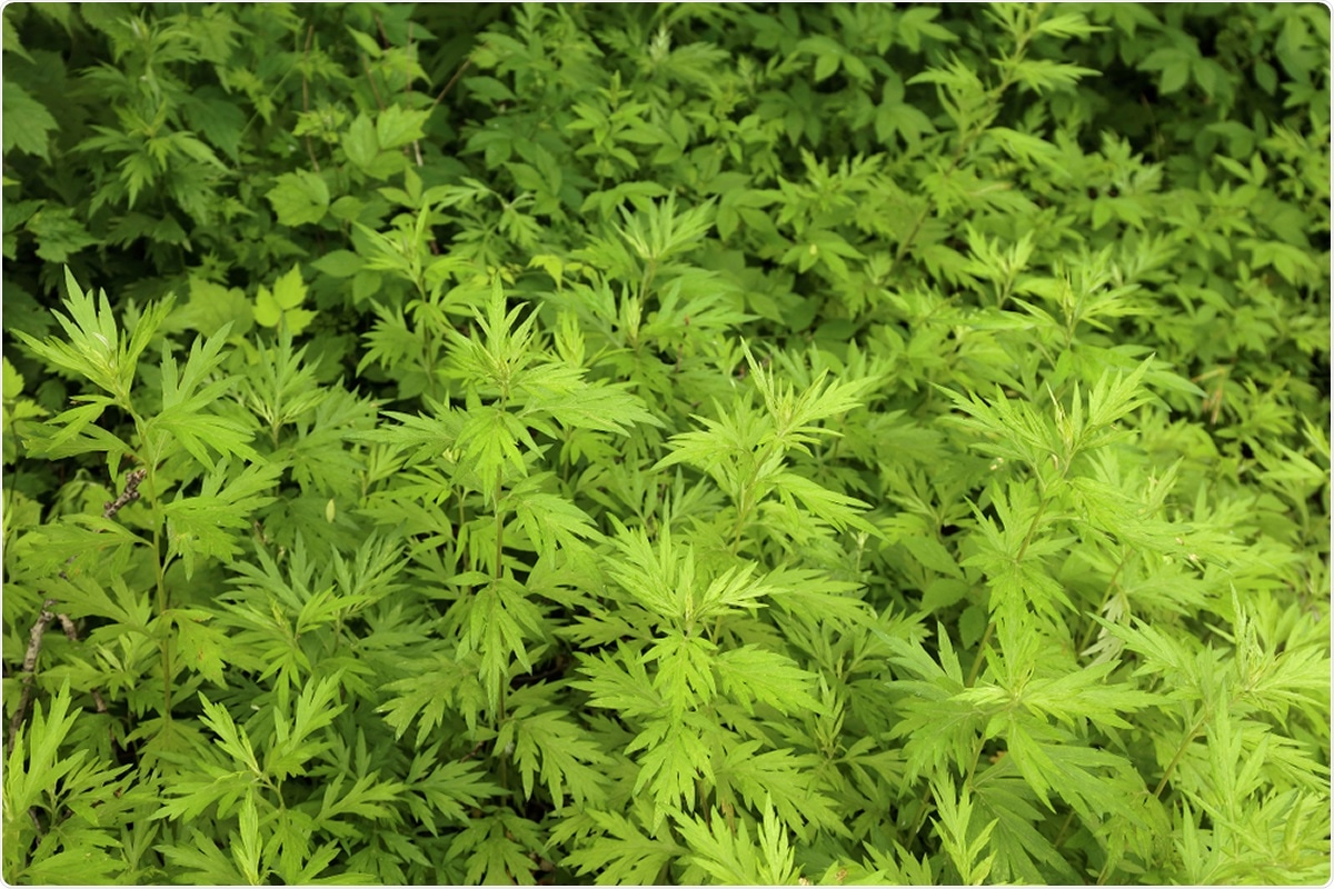 Study: In vitro efficacy of Artemisinin-based treatments against SARS-CoV-2. Image Credit: Topimages / Shutterstock