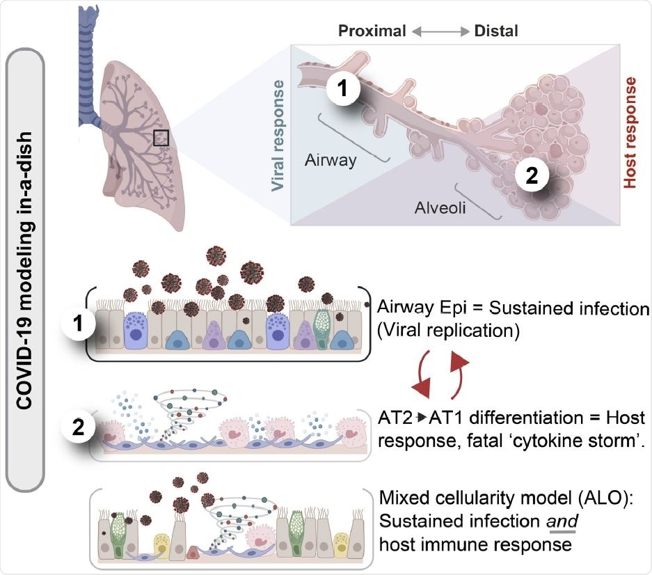 An integrated stem cell-based disease modeling and computational approach demonstrate how both proximal airway epithelium is critical for SARS-CoV-2 infectivity, but distal differentiation of alveolar pneumocytes is critical for simulating the overzealous host response in fatal COVID-19.