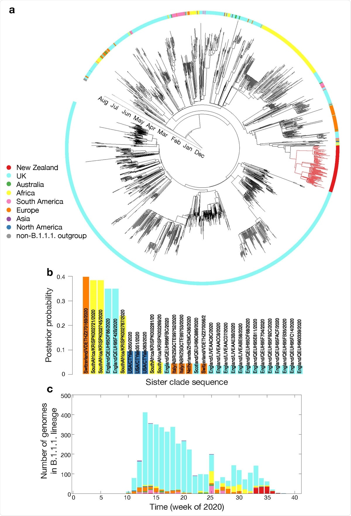a. Maximum clade credibility phylogenetic tree of 2,000 subsampled global genomes (1,996 most recently sampled B.1.1.1. plus four non-B.1.1.1. used as an outgroup) with an outer ring coloured by sampling region; b. Posterior probability of genomes within the sister clade to New Zealand’s August outbreak, colour-coded by sampling location; c. Proportion of genomes within lineage B.1.1.1. in the global data set over time, colour-coded by sampling location.