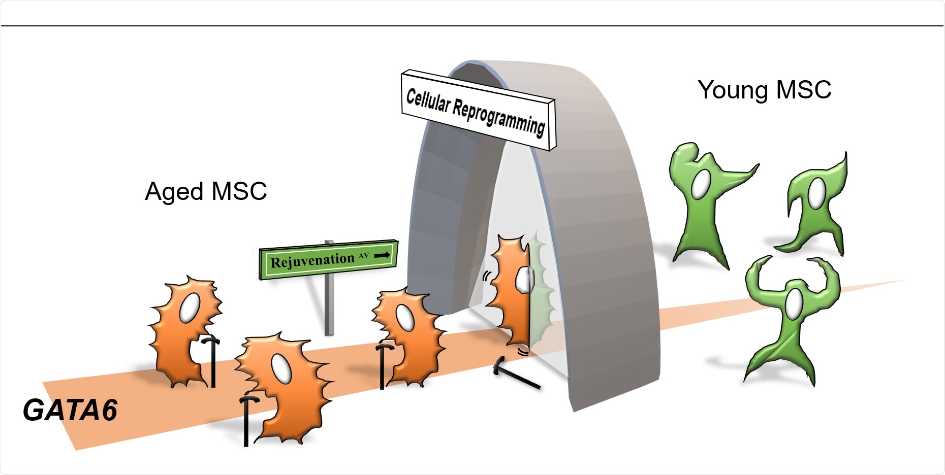 Mechanism of Cellular Aging