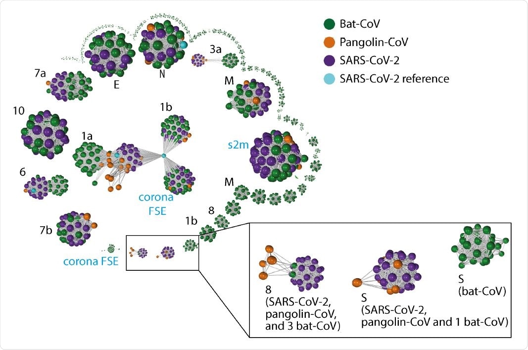 Gene-gene similarity network analysis. Each node represents a gene dened by PROKKA or a DNA segment similar to genes from the SARS-CoV-2 reference genome. The nodes were compared against each other using BLAST, and nodes with high similarity (BLAST score g 60 and a query coverage g 80%) were connected with an edge. The network graph is labelled with host species. The black font in the graph indicates the corresponding SARS-CoV-2 gene names (“ORF” omitted) for the larger clusters, whereas blue font indicate additional non-coding sequences dened by PROKKA. Instead of the full length ORF1ab ( 21k in length), ORF1a and ORF1b were dened by PROKKA as two separate genes. Notably ORF1a, ORF3a, ORF6, and ORF8 and S, show strong separations between nodes from different species. ORF8 from 3 bat-CoV co-cluster with ORF8 from SARS-CoV-2 (RaTG13, bat-SL-CoVZC45 and bat-SL-CoVZXC21 respectively). The remaining bat-CoV ORF8 do not co-cluster with SARS-CoV-2 ORF8 even without the edge ltering threshold. For S, the bat-CoV RaTG13 co-cluster with COVID-19 and pangolin. A cluster of bat-CoVs break off for ORF1b and M, suggesting a large amount of variation amongst bat-CoV for these genes.