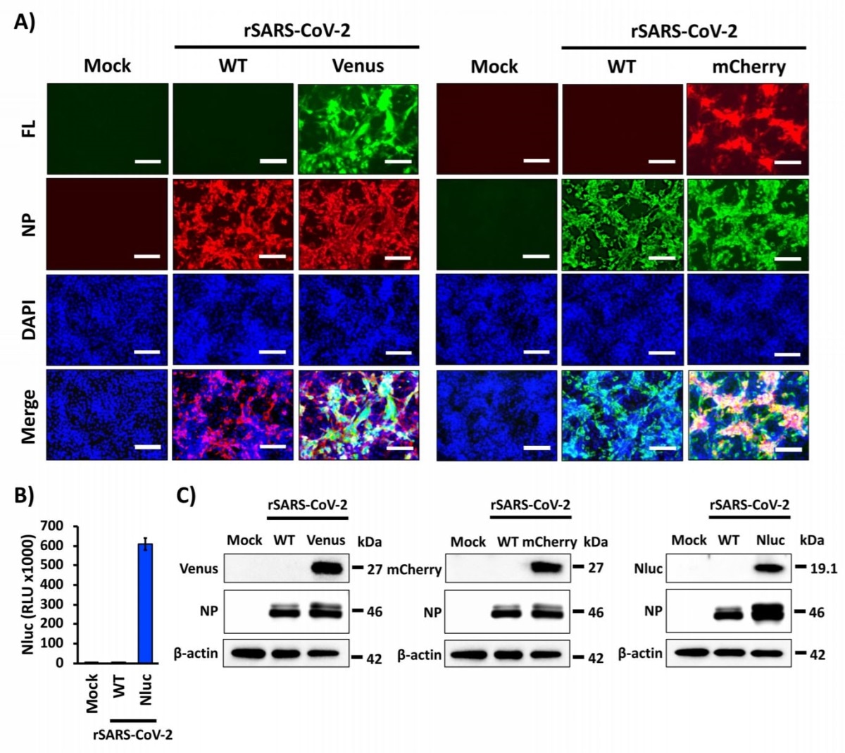 Characterization of reporter-expressing rSARS-CoV-2. A) Fluorescent expression: Vero E6 cells were mock infected or infected (MOI 0.01) with WT and Venus- or mCherry-expressing rSARS-CoV-2. At 48 h post-infection, cells were fixed and permeabilized, visualized for Venus (left) or mCherry (right) expression, and immunostained with a SARS-CoV NP MAb (1C7). DAPI was used for nuclear staining. Merged images for Venus (left) or mCherry (right), viral NP, and DAPI are illustrated. Representative images (20X magnification) are shown. Scale bar, 100 µm. B) Nluc expression: Vero E6 cells were mock-infected or infected (MOI 0.01) with WT and Nluc-expressing rSARS-CoV-2. At 48 h post-infection, Nluc expression in tissue culture supernatants was analyzed using a Synergy LX microplate reader (BioTek). C) Western blot: Vero E6 cells were mock-infected or infected (MOI 0.01) with WT and Venus (left), mCherry (center) or Nluc (right) expressing rSARS-CoV-2. At 48 h post634 infection, viral NP and reporter gene protein expression levels were analyzed using specific antibodies. An antibody against beta-actin was used as internal control. The size of molecular markers is shown in the right in each of the Western blots.