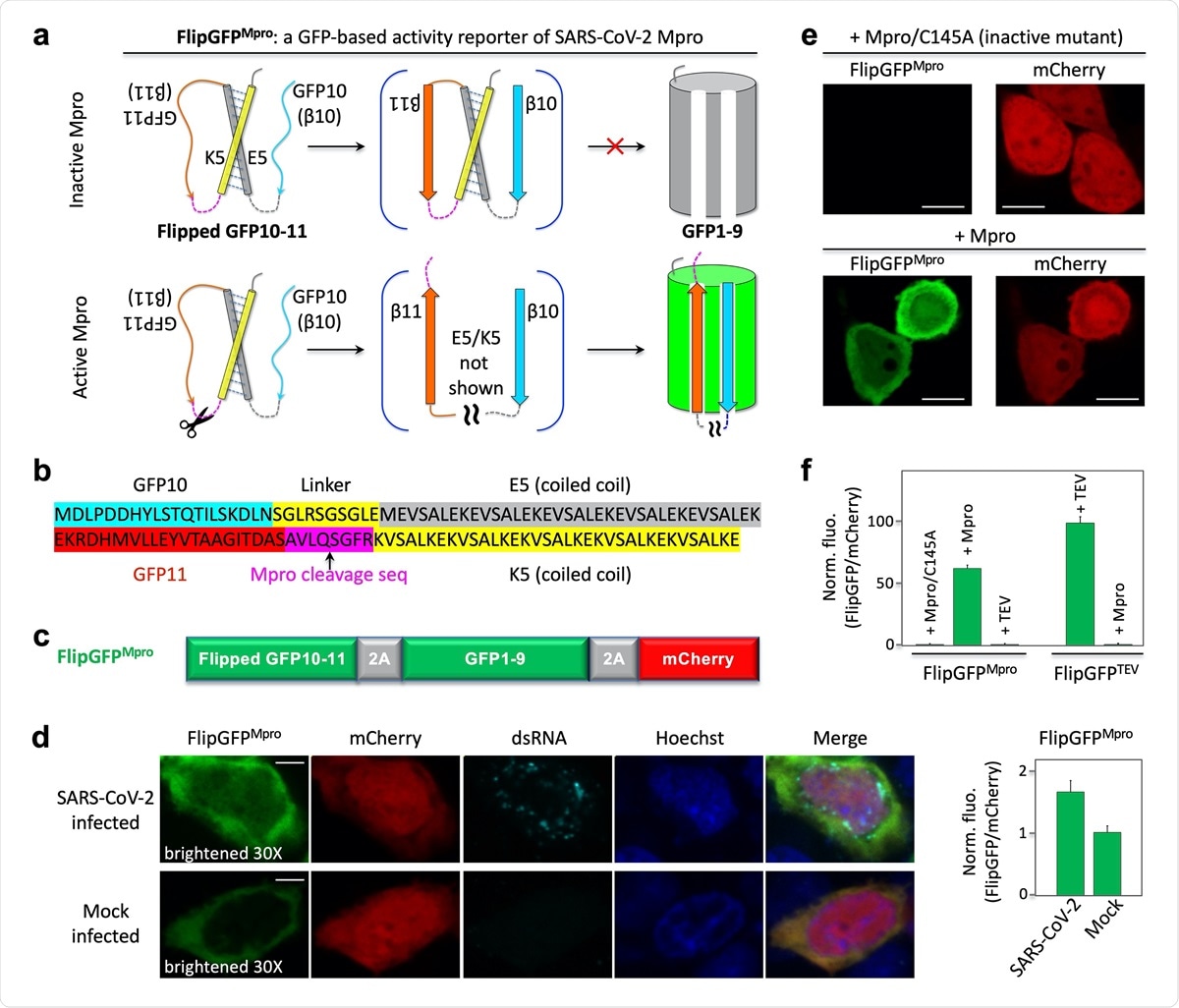 Design and demonstration of a GFP-based activity reporter of SARS-CoV2 main protease Mpro. (a) Schematic of the reporter. (b) Sequence of the flipped GFP10-11. (c) Construct of the reporter FlipGFPMpro. (d) Fluorescence images (left) and quantitative analysis (right) of SARS-CoV-2 or mock-infected HEK293T cells that co-expressed hACE2. The images in the FlipGFP channel were brightened 30-fold compared to those in (e). (e) Fluorescence images of HEK293T cells expressing FlipGFPMpro and mCherry, together with the inactive Mpro mutant C145A (upper panels) or wild type Mpro (lower panels). (f) Normalized FlipGFP fluorescence by mCherry. The ratio of FlipGFP/mCherry for the Mpro/C145A is normalized to 1. Data are mean ± SD (n = 5). FlipGFPTEV is a TEV activity reporter containing TEV cleavage sequence in FlipGFP. Scale bar: 5 μm (d); 10 μm (f).