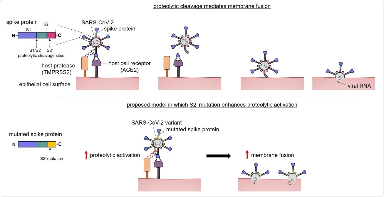 Proposed model showing how the S2 mutation may enhance proteolytic activation. The SARS-CoV-2 spike protein is colored by region (blue—S1, green—S2, magenta—S2