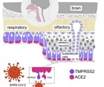 Study exposes human olfactory and brain cells as genuine viral targets of SARS-CoV-2