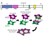 Cholesterol in the plasma membrane is essential for SARS-CoV-2 entry and syncytia formation