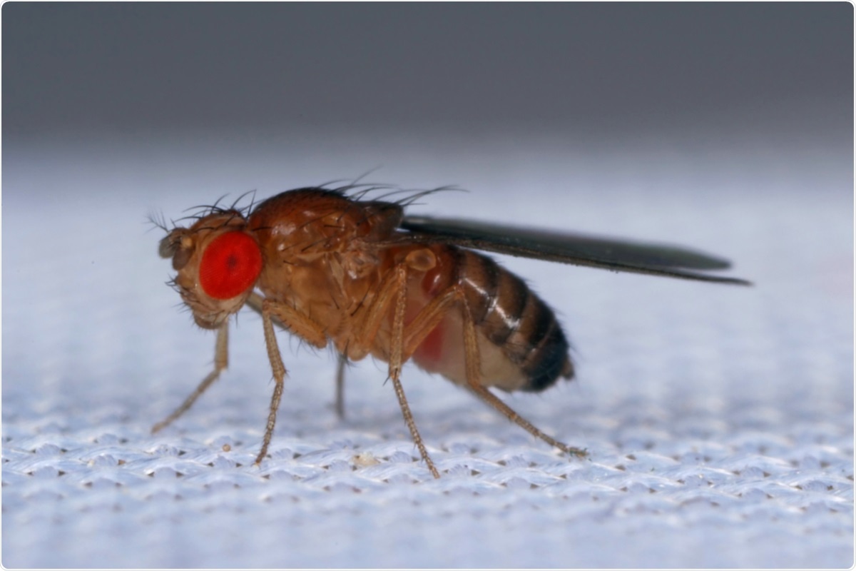Study: SARS-CoV-2 protein ORF3a is pathogenic in Drosophila and causes phenotypes associated with COVID-19 post-viral syndrome. Image Credit: Tomasz Klejdysz / Shutterstock