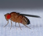 Researchers use fruit fly model to understand COVID-19-related neurological complications
