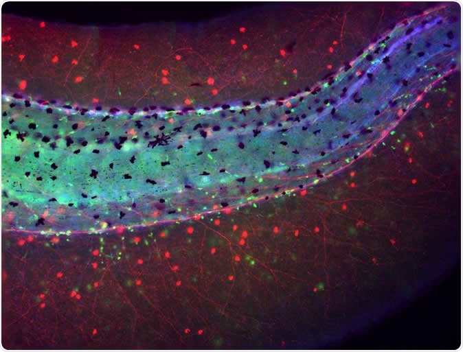 Tail of a Xenopus laevis (frog) embryo developed without brain showing an aberrant distribution of immune cells (macrophages in green) lying in close proximity to the chaotically-sprouted peripheral neural network (nerves in red). Image Credit: Celia Herrera-Rincon, Tufts University