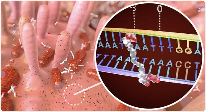 Illustration of colibactin binding to specific DNA sequence. Image Credit: DEMCON | nymus3D, ©Hubrecht Institute