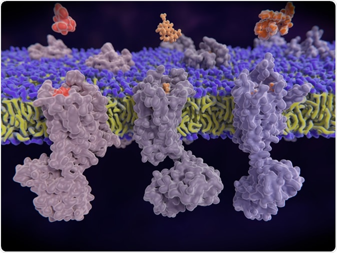 µ-, delta-, kappa-opioid receptors display a role in modulating pain perception; opioid agonists are potent analgesics. Endogenous opioids are enkephalin, dynorphin, endorphin. 3d illustration: Credit: Juan Gaertner / Shutterstock
