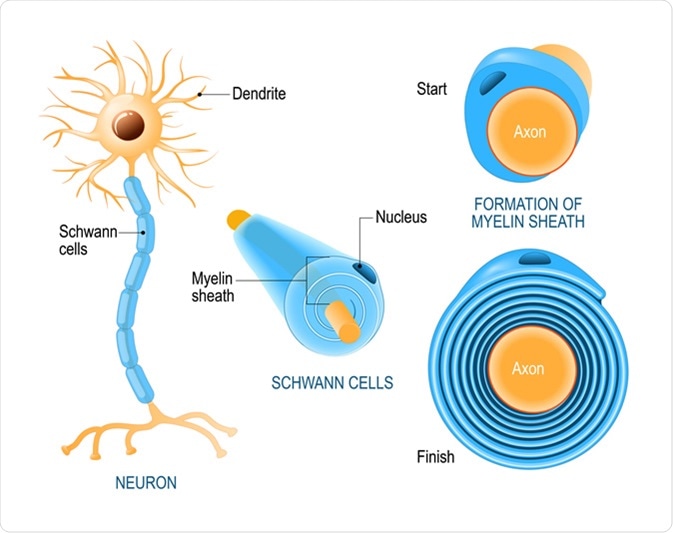 Schwann cells. Structure of neurolemmocytes. Anatomy of a typical human neuron. Image Credit: Designua / Shutterstock