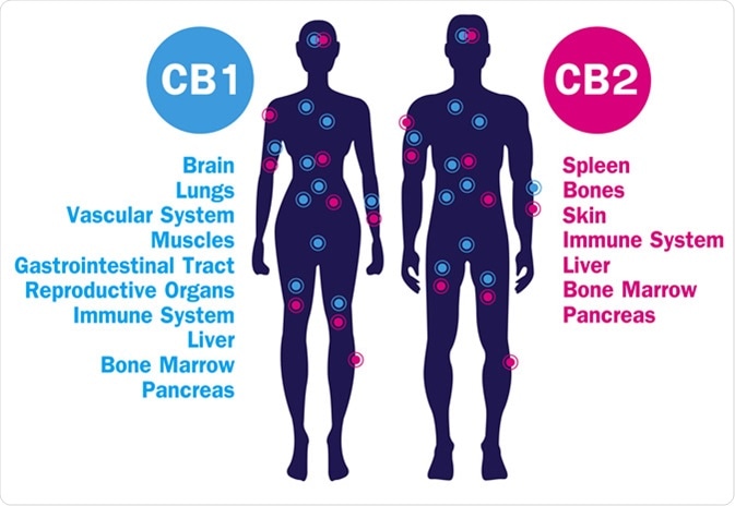 Human endocannabinoid CB1 and CB2 Receptors target system active in human body. Image Credit: Wut.ti.kit / Shutterstock