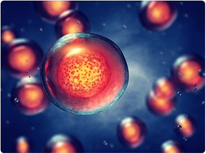 Embryonic stem cells, 3d illustration. Image Credit: nobeastsofierce / Shutterstock