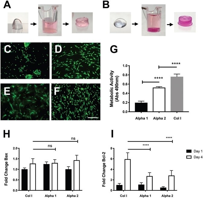 Viability of hdASCs on novel self-assembling peptide hydrogels. A) Alpha 1 and B) Alpha 2 hydrogels prior and after media conditioning. The change of pH causes the hydrogels to set within the cell culture insert, phenol red dye penetrates into the gel causing pink coloration. LIVE/ DEAD staining shows high viability (green cells) of hdASCs on C) Alpha 1 and D) Alpha 2, with negligible numbers of dead cells (red staining). hdASC morphology on Alpha 2 (D) was spindle-shaped, similar to Col I E) and tissue culture plastic controls F); whereas cell morphology on Alpha 1 hydrogels (C) was more rounded, although there was no increase in cytotoxicity, as shown by similar amounts of red-stained dead cells. G) Viability assay performed after 4 d in vitro showed a significantly higher viability of hdASCs on Alpha 2 hydrogels compared to Alpha 1 (****P ∠0.0001, n =3). Viability on control Col I gels was significantly higher when compared to both Alpha 1 and Alpha 2 hydrogels after 4 d of culture (****P ∠0.0001, n =3). H) There was no difference in the expression levels of the proapoptotic gene Bax across all substrates following 4 d of hdASC culture (ns). I) Expression levels of the antiapoptotic gene Bcl-2 were significantly lower on Alpha 1 and Alpha 2 hydrogels after 4 d of culture, compared to Col I substrates (****P ∠0.0001). Scale bars 100 μm.