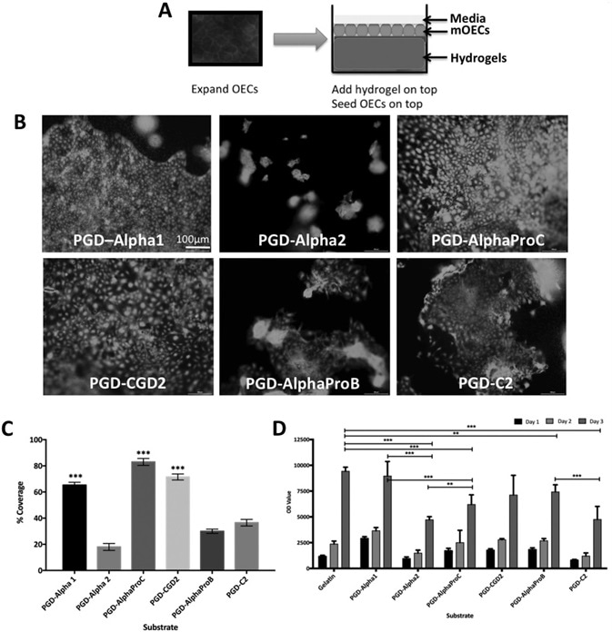 mOEC behavior when cultured on the surface of peptide hydrogels up to day 3. A) Schematic of experimental setup. B) Viability assessment using Live/Dead assay at day 3. C) Metabolic activity of mOEC assessment using alamarBlue assay up to day 3. D) Epithelial coverage on surface of peptide hydrogels at day 3. Values indicate average viability (D) or average percentage epithelial coverage as determined by image analysis in part (C), ±SD where n = 3. Image Credit: Manchester BIOGEL