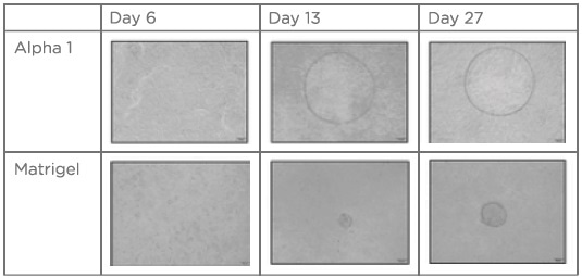 Prevention of Esophageal Strictures Using Peptigel Hydrogels