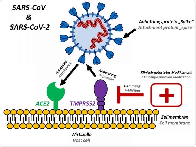 The attachment protein