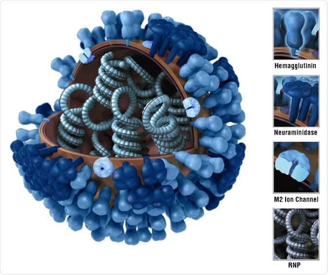 3D graphical representation of the biology and structure of a generic influenza virus, and are not specific to the 2009 H1N1 virus