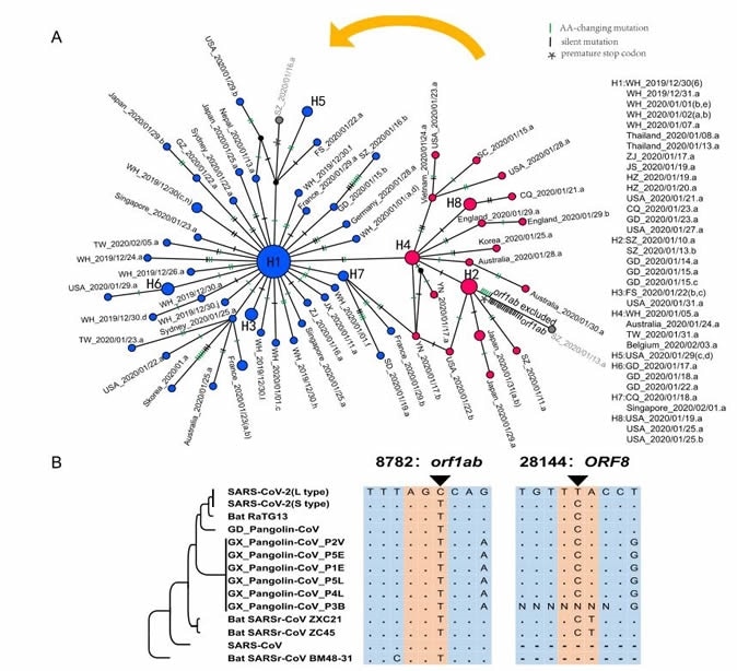 Haplotype analysis of SARS-CoV-2 viruses. A. The haplotype networks of SARS-CoV-2 viruses. Blue represents the L type, and red is the S type. The orange arrow indicates that the L type evolved from the S type. Note that in this study, we marked each sample with a unique ID that starting with the geological location, followed by the date the virus was isolated (see Table S1 for details). Each ID did not contain information of the patient