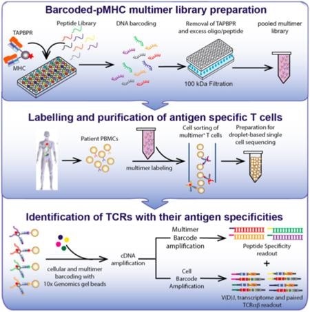 immunological assay
