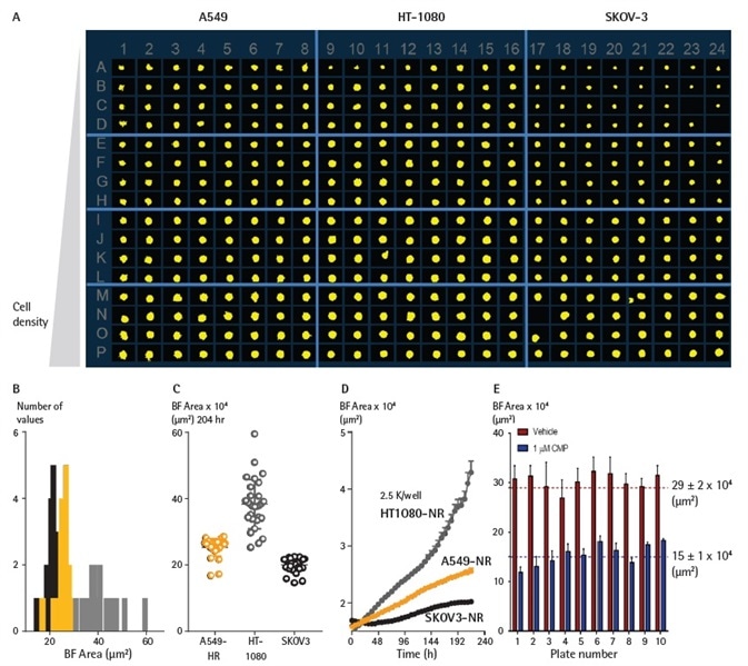 Miniaturizing spheroid growth and shrinkage assay for assay optimization. Comparison of temporal growth profiles of A549, HT-1080 and SKOV3 cells in a miniaturized 3D spheroid assay. (A) All cells seeded at a density ranging from 310 to 7,500 cells per well plated in a ULA round-bottom 384-well plate. Media was replenished 72 h post seeding. (A) Microplate overview image shows Brightfield segmentation mask at 204 h post-media replenishment. (B) Histogram compares the distribution frequency of the Brightfield area (µm2) across all cell types plated at 2,500 cells/well at this time-point. (C) Variability plot analysis shows the largest Brightfield of individual wells at 204 h. (D) Time course plots represent the differential temporal profile of the Largest Brightfield Object Area metric (µm2) across the cell types. Data were collected over a 204 h period at 6 h intervals, all images captured at 10x magnification. Each data point represents mean ±SEM, Miniaturizing spheroid growth and shrinkage assay for assay optimization. Comparison of temporal growth profiles of A549, HT-1080 and SKOV3 cells in a miniaturized 3D spheroid assay. (A) All cells seeded at a density ranging from 310 to 7,500 cells per well plated in a ULA round-bottom 384-well plate. Media was replenished 72 h post seeding. (A) Microplate overview image shows Brightfield segmentation mask at 204 h post-media replenishment. (B) Histogram compares the distribution frequency of the Brightfield area (µm2) across all cell types plated at 2,500 cells/well at this time-point. (C) Variability plot analysis shows the largest Brightfield of individual wells at 204 h. (D) Time course plots represent the differential temporal profile of the Largest Brightfield Object Area metric (µm2) across the cell types. Data were collected over a 204 h period at 6 h intervals, all images captured at 10x magnification. Each data point represents mean ±SEM,
