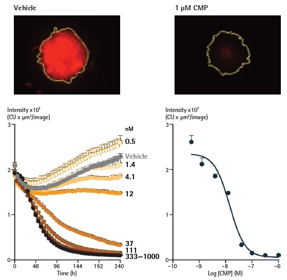 Analysis of spheroids expressing fluorescent proteins enables spheroid viability determination. Representative images taken at 240 h show a strong red fluorescent signal in a vehicle control spheroid, in contrast to a marked loss in red fluorescence in the CMP-treated spheroid. The yellow boundary in the images represents the Brightfield mask outline. Monitoring the integrated intensity from within the Brightfield boundary highlights a gradual increase in fluorescence under vehicle control conditions (grey symbols) corresponding to the growth of the spheroid. Upon treatment with CMP, a concentration-dependent reduction in integrated fluorescence is observed, with abolishment of fluorescence with the highest concentration tested after 240 h. Analysis of spheroids expressing fluorescent proteins enables spheroid viability determination. Representative images taken at 240 h show a strong red fluorescent signal in a vehicle control spheroid, in contrast to a marked loss in red fluorescence in the CMP-treated spheroid. The yellow boundary in the images represents the Brightfield mask outline. Monitoring the integrated intensity from within the Brightfield boundary highlights a gradual increase in fluorescence under vehicle control conditions (grey symbols) corresponding to the growth of the spheroid. Upon treatment with CMP, a concentration-dependent reduction in integrated fluorescence is observed, with abolishment of fluorescence with the highest concentration tested after 240 h.