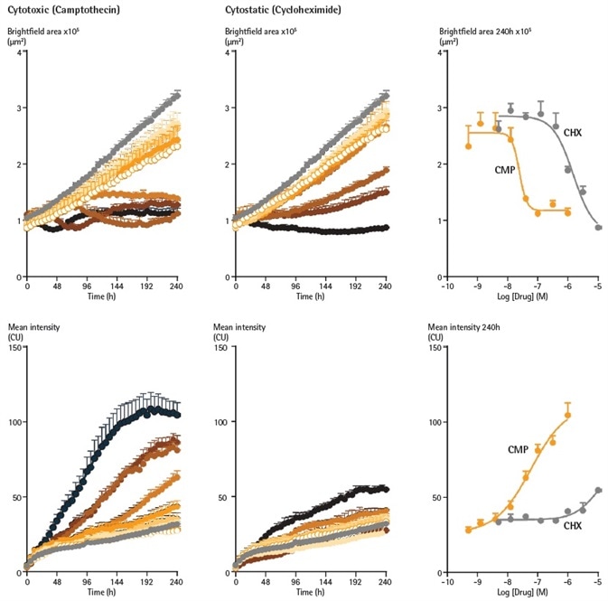 Cytotoxic and cytostatic mechanisms of action can be differentiated by measuring spheroid size and viability. SKOV3 cells were plated at a density of 2,500 cells per well and spheroid allowed to form (96 h). Spheroids were treated with increasing concentrations of camptothecin (0.5 nM – 1 µM) or cycloheximide (1.4 nM – 10 µM) in the presence of Cytotox Green reagent (25 nM). Images were taken every 6 h for 10 days. Time courses show change in Brightfield area (top row) or fluorescent response (bottom row) over time. CRCs show the different profiles of cytotoxic and cytostatic mechanisms. Cytotoxic and cytostatic mechanisms of action can be differentiated by measuring spheroid size and viability. SKOV3 cells were plated at a density of 2,500 cells per well and spheroid allowed to form (96 h). Spheroids were treated with increasing concentrations of camptothecin (0.5 nM – 1 µM) or cycloheximide (1.4 nM – 10 µM) in the presence of Cytotox Green reagent (25 nM). Images were taken every 6 h for 10 days. Time courses show change in Brightfield area (top row) or fluorescent response (bottom row) over time. CRCs show the different profiles of cytotoxic and cytostatic mechanisms.