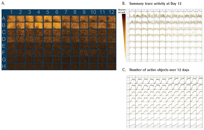 Functional activity of primary neurons. Primary rat forebrain neurons were seeded at 40K (rows A and B), 20K (rows C and D), 10K (rows E and F), and 5K (rows G and H) cells / well. All densities of neurons were plated in a co-culture with primary rat astrocytes seeded at 15K cells/well and transduced with the NeuroBurst Orange Reagent. 96-well vessel view of the range image over the course of the scan provides a snapshot of active wells at each time point (A). Summary traces of fluorescence intensity across all active objects for the 96-well plate at day 12 provide an overview of activity and display metrics of bursting intensity, active object number and mean correlation (B). 96-well throughput with high kinetic reproducibility over 12 days in culture (C).