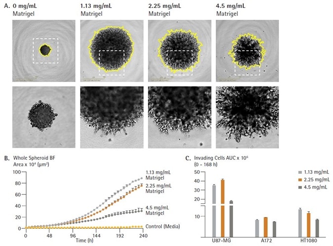 Rapid visualization and assessment of treatment effects using IncuCyte® vessel views. U87-MG cells were seeded in ULA round bottom 96-well plates (2,500 cells/well) and allowed to form spheroids (3 d). Spheroids were then treated with serial dilutions of anti-metastatic compounds and embedded in Matrigel (4.5 mg/mL) to induce invasion (up to 10 d). IncuCyte microplate vessel views show effects of treatments on spheroid invasion (whole spheroid area; yellow outline mask) 5d post treatment (A and B). Images captured at 4x magnification.