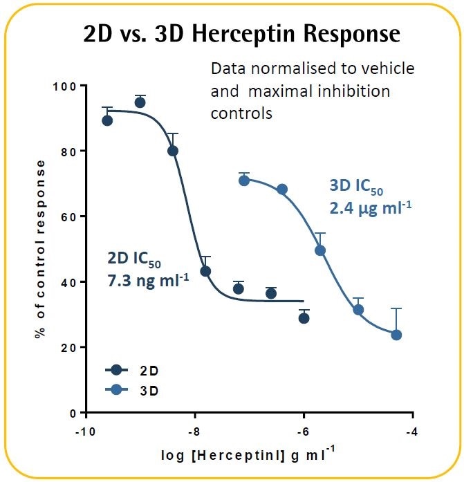 Herceptin-induced ADCC in HER2-positive SKOV-3 cells