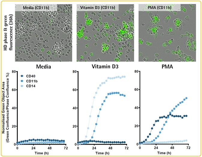 Coupling protein expression dynamics to cell differentiation