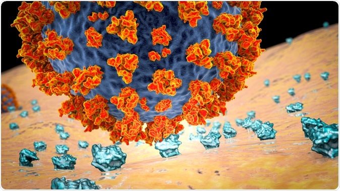 SARS-CoV-2 virus binding to ACE2 receptors on a human cell, the initial stage of COVID-19 infection. Image Credit: Kateryna Kon / Shutterstock