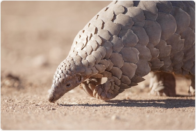 A Pangolin. Image Credit: 2630ben / Shutterstock