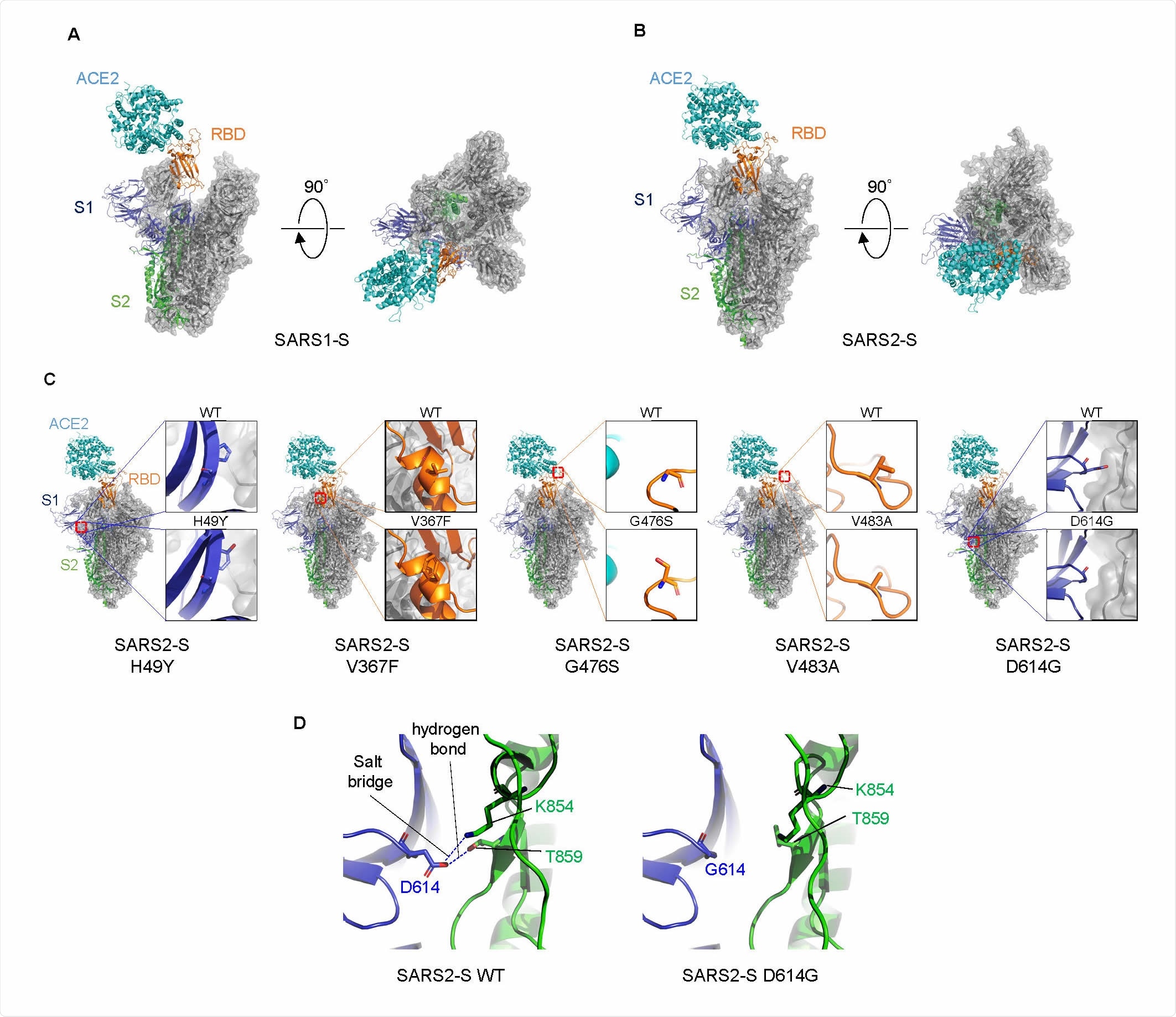 Structural comparison of S proteins.