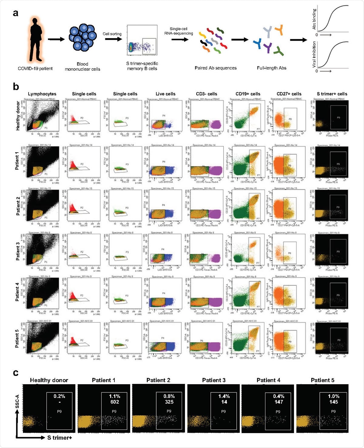 SARS-CoV-2 S trimer-specific antibody isolation strategy. a, Schema for isolating of S trimer-specific mAbs from memory B cells in the blood of infected patients. b, Sorting results on the isolation of S trimer-specific memory B cells using flow cytometry. c, Magnified representation of the panel of S trimer-positive memory B cells for each patient. Inset numbers indicate the absolute number and the percentage of S trimer-specific memory B cells isolated from each case.